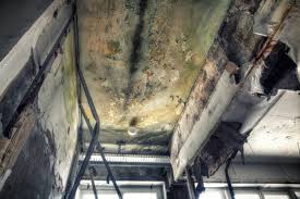 Best Industrial Mold Remediation  in Portales, NM